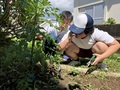 どれがわき芽か，じっくり観察