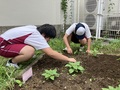 きれいに咲くように，草むしり