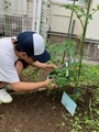 観察記録用の写真撮影，実が大きくなってきた！